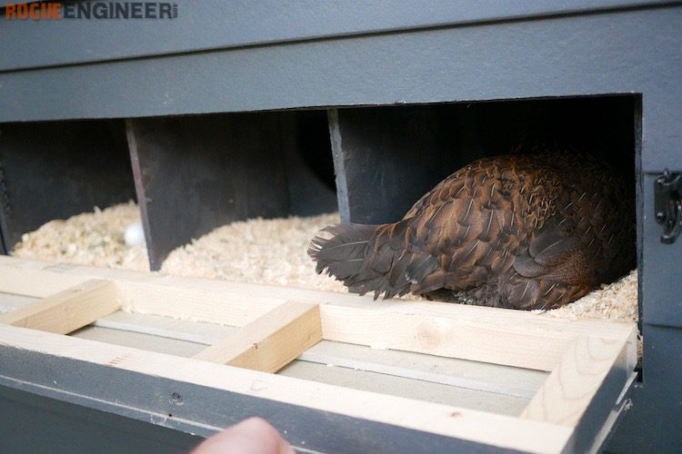 why chickens donât use nesting boxes